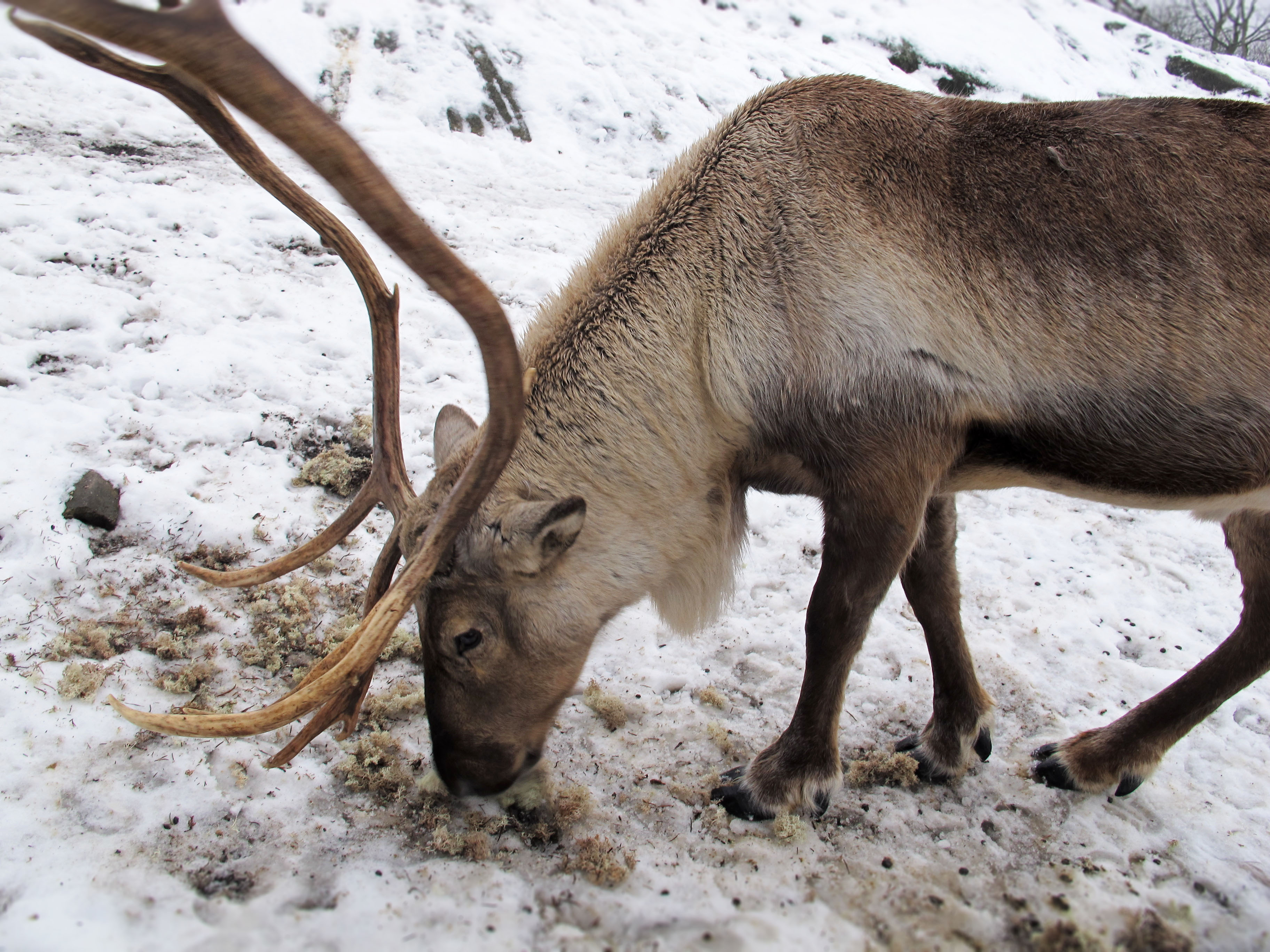 Reindeer